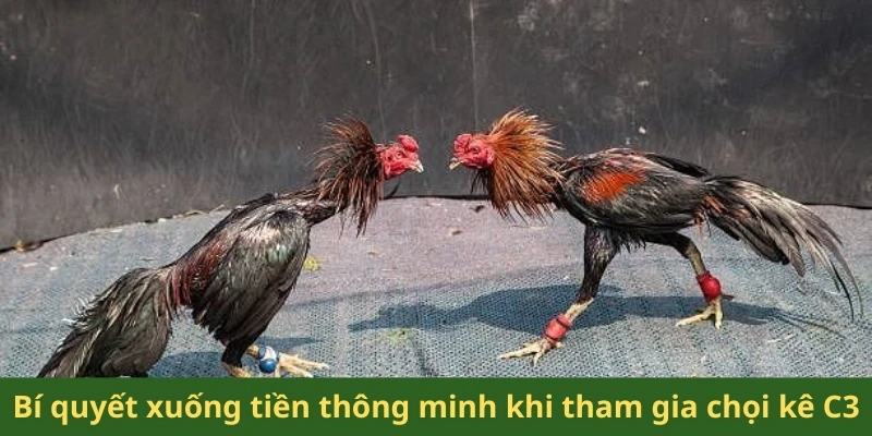 Bí quyết xuống tiền thông minh khi tham gia chọi kê C3