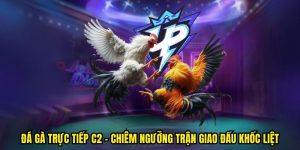 Đá gà trực tiếp C2