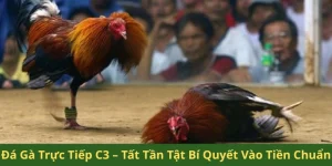 đá gà trực tiếp C3