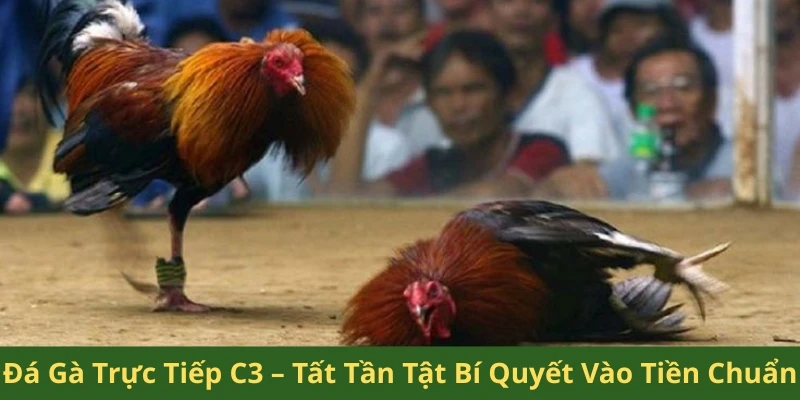 đá gà trực tiếp C3