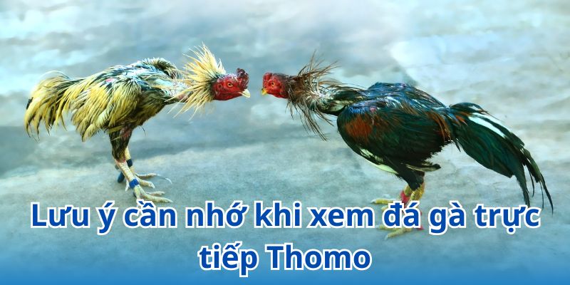Ghi nhớ các lưu ý khi cá cược và xem đá gà trực tiếp Thomo