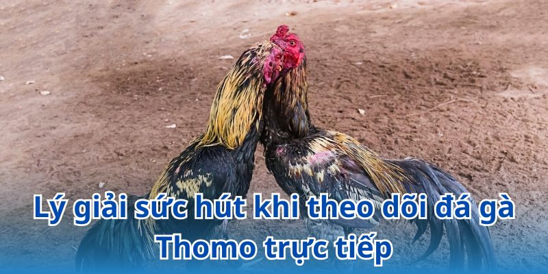 Lý giải sức hút khi theo dõi đá gà Thomo trực tiếp