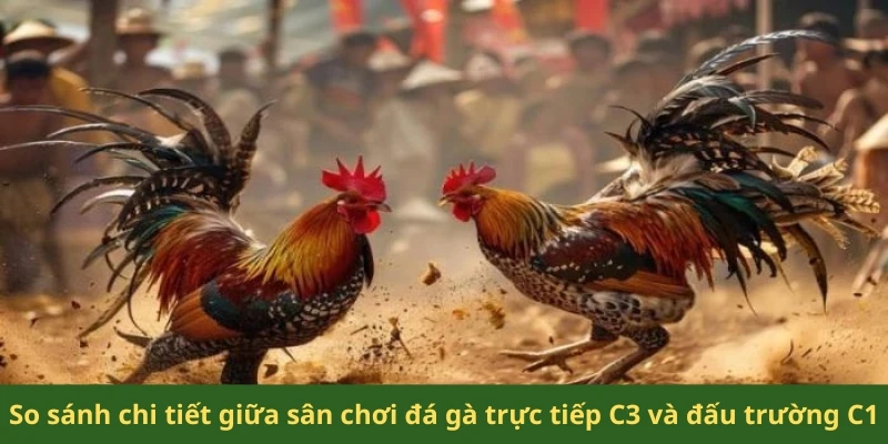 So sánh chi tiết giữa sân chơi đá gà trực tiếp C3 và đấu trường C1