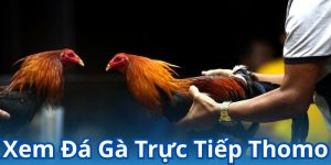 Xem đá gà trực tiếp Thomo