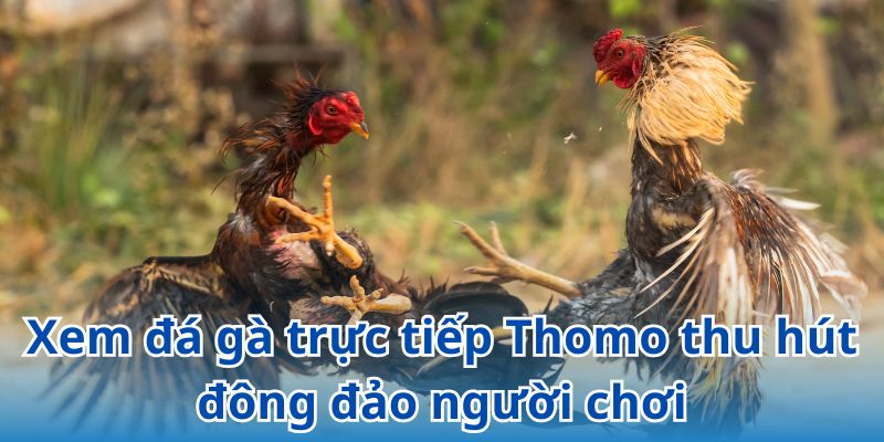 Xem đá gà trực tiếp Thomo thu hút sự quan tâm của đông đảo người chơi