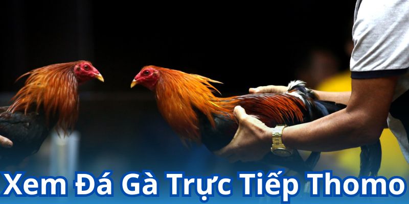 Xem đá gà trực tiếp Thomo